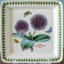 8.5 allium